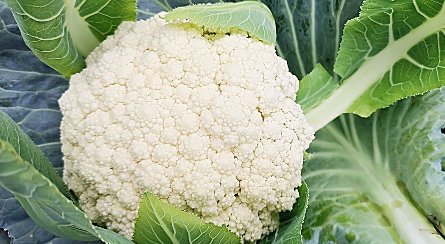 买花菜时 挑 散花 好还是 紧花 好 弄懂再买 别再上当了 腾讯新闻