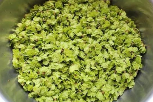 长在树上似糖葫芦饥年当饭吃现在城里8元1斤去晚了买不到