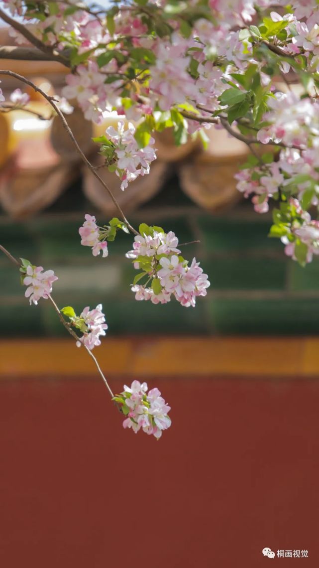 故宮花開海棠