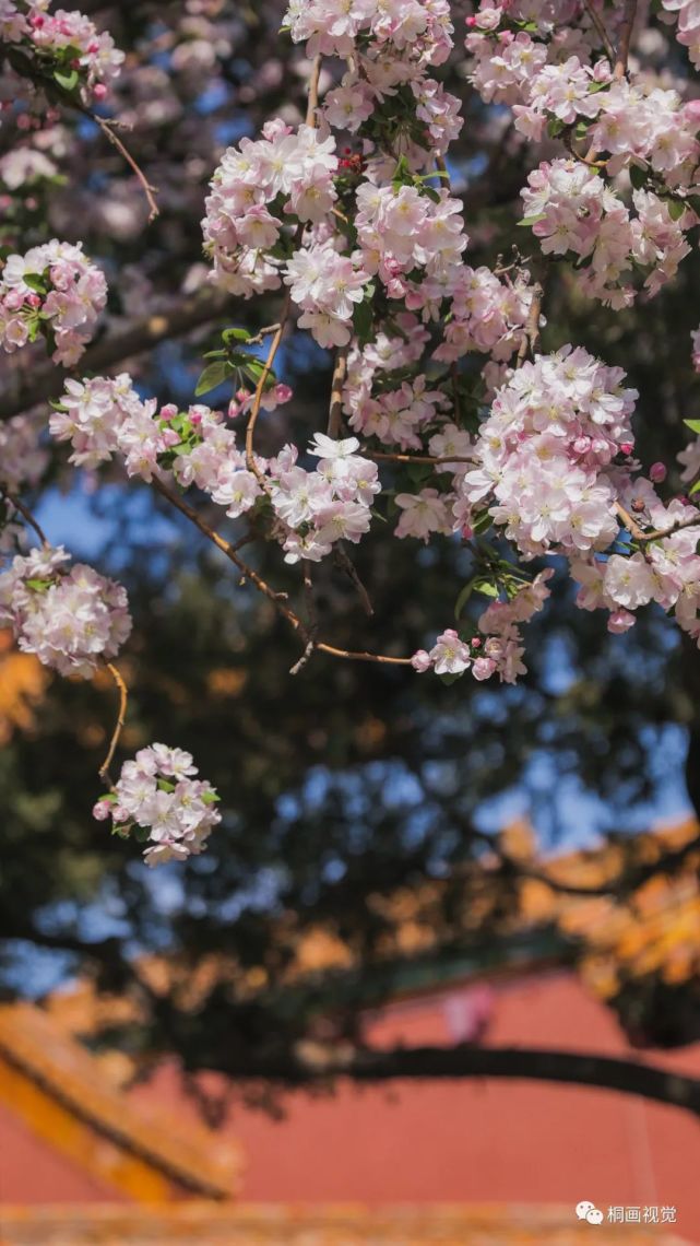 故宮花開海棠