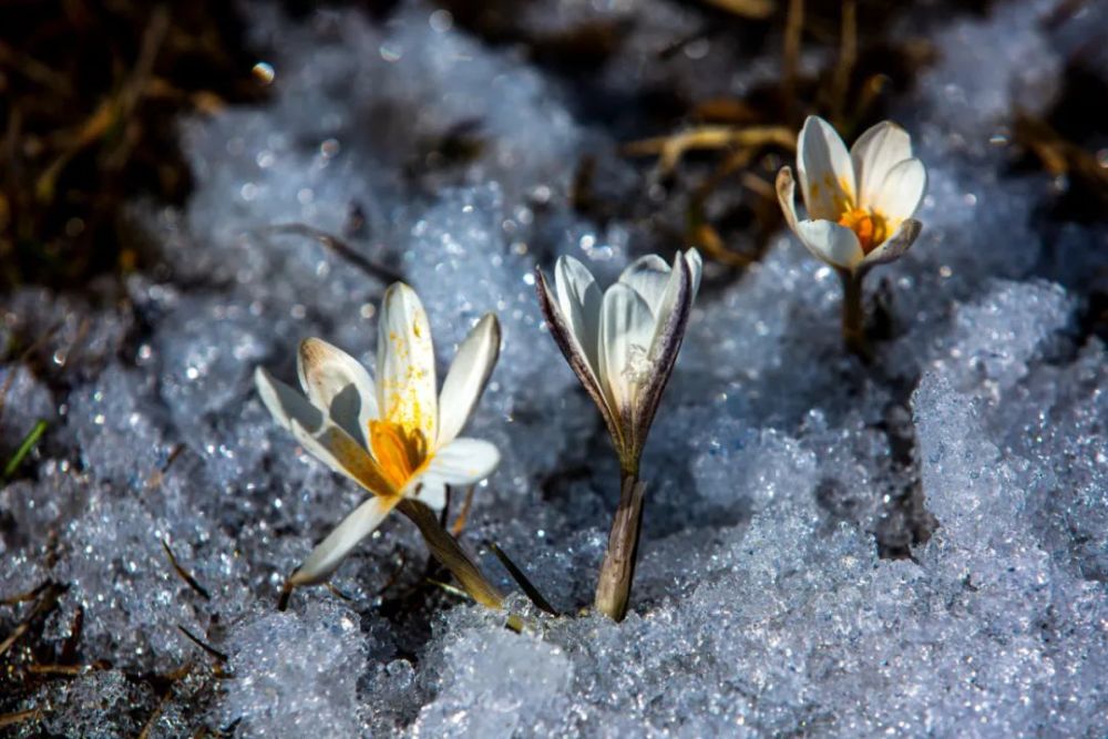 行摄新疆,那拉提野百合雪中绽放