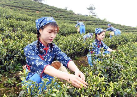 春日茶飘香,"采茶姑娘"与你有约