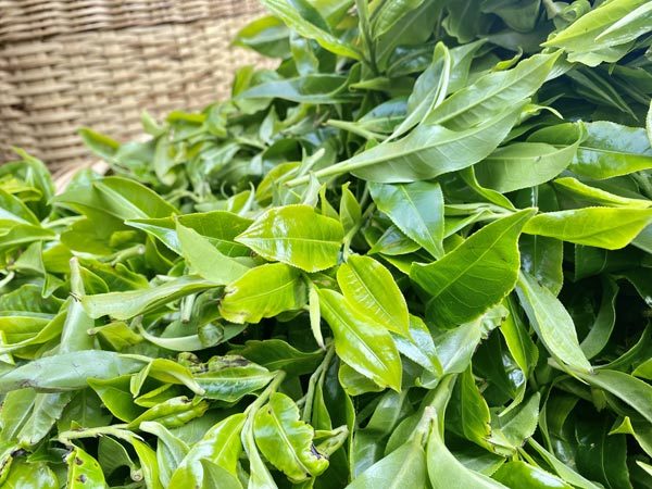 普洱澜沧千年过渡型古茶王开采