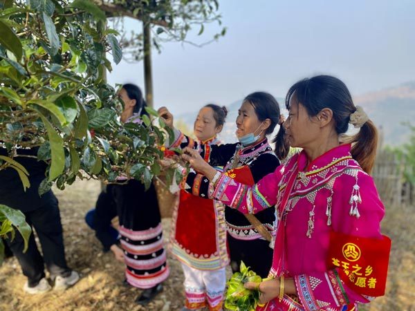 4月9日,"溯世界茶源 传千年雅韵"澜沧县富东乡邦崴千年过渡型古茶王