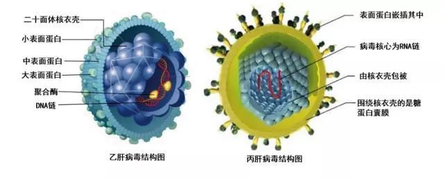 乙肝新藥開發先認識hbv結構全球藥物現狀簡要描述