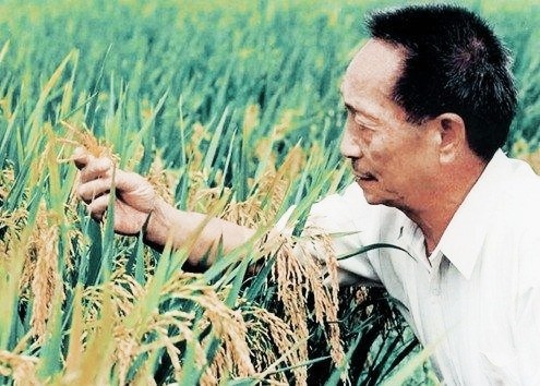 农民不种地就会出麻烦|苏联|袁隆平|中国粮食|大豆|杂交水稻|袁老
