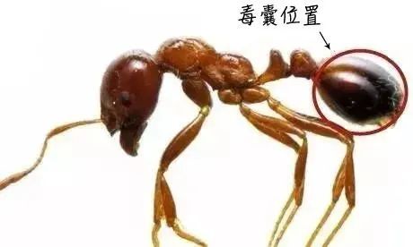 毒蚂蚁 席卷12省 广东有人被咬休克 深圳这些地方要小心 腾讯新闻