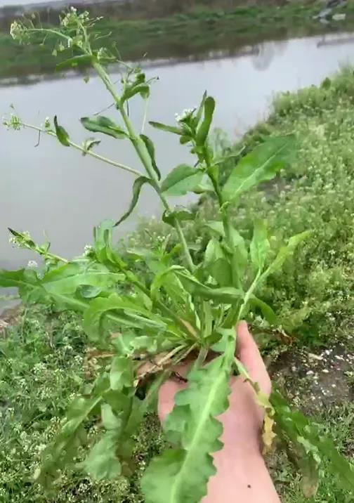 春吃野菜|味道鲜美的荠菜,和脾利水,平肝明目!