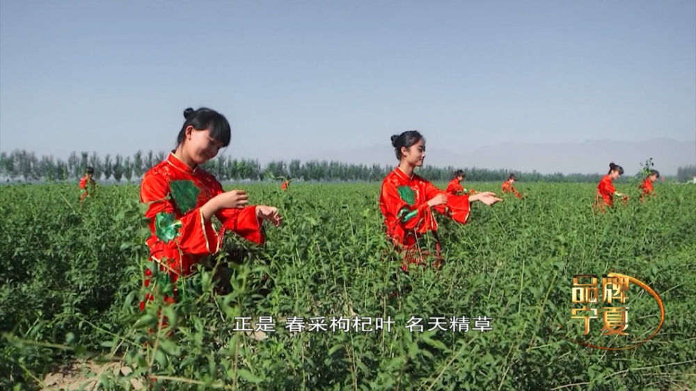 枸杞樹上的甜菜頭採春採夏還採秋