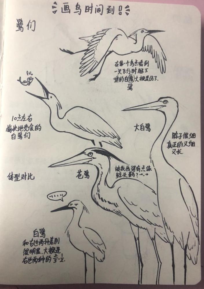 黑脸琵鹭简笔画步骤图片