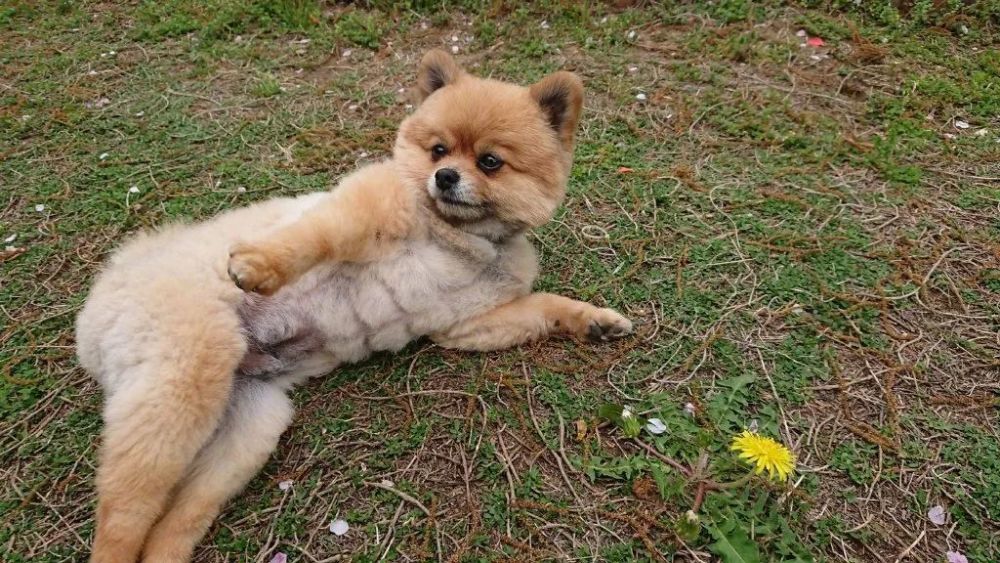 有六块腹肌的博美火了网友集体哀嚎输惨了