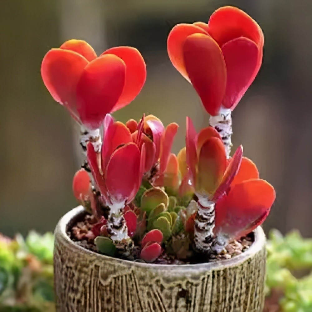 人见人爱的多肉唐印,掌握养殖方法,颜色红似火,一盆变多盆