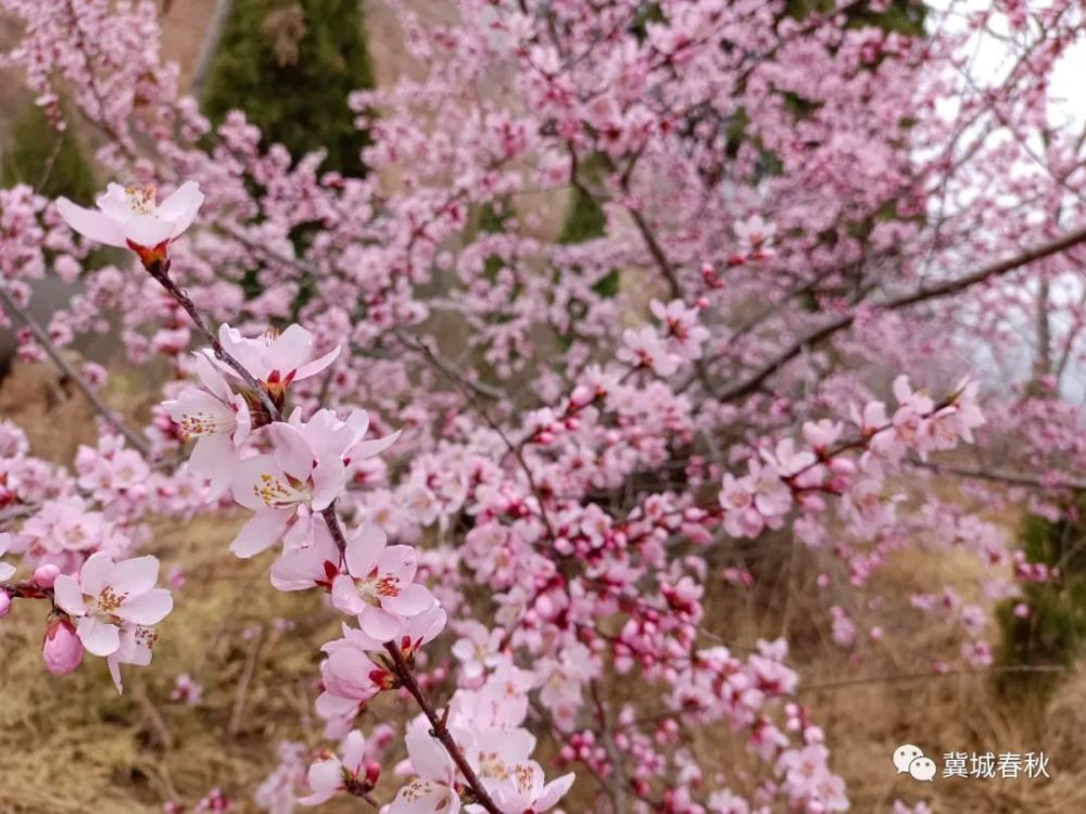 山有木兮木有枝 朱圉山与桃花的邂逅 腾讯新闻