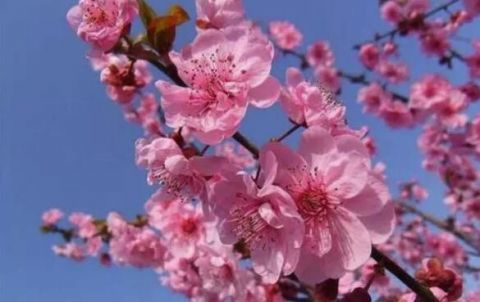 这3种花能做菜也能入药 美味又养生 腾讯新闻