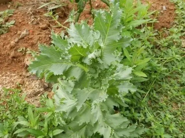 禁种铲毒蜀黍教你如何识别罂粟