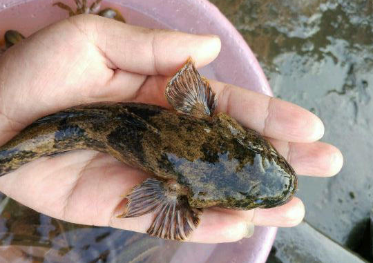 乡情乡韵抲土婆鱼