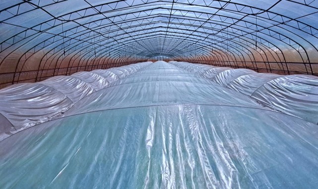 为全面提升秧苗质量,黑龙江省北大荒股份二九〇分公司在水稻育秧过程