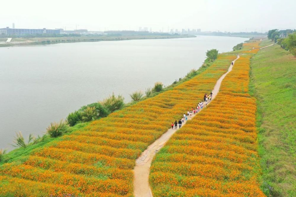 惊艳全国三水芦苞花海登上央视快来打卡同款美景