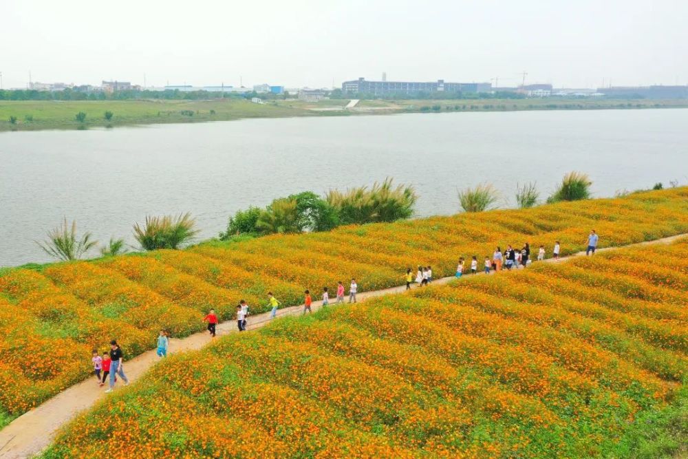 惊艳全国三水芦苞花海登上央视快来打卡同款美景
