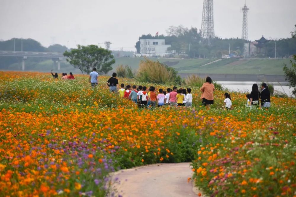 惊艳全国三水芦苞花海登上央视快来打卡同款美景