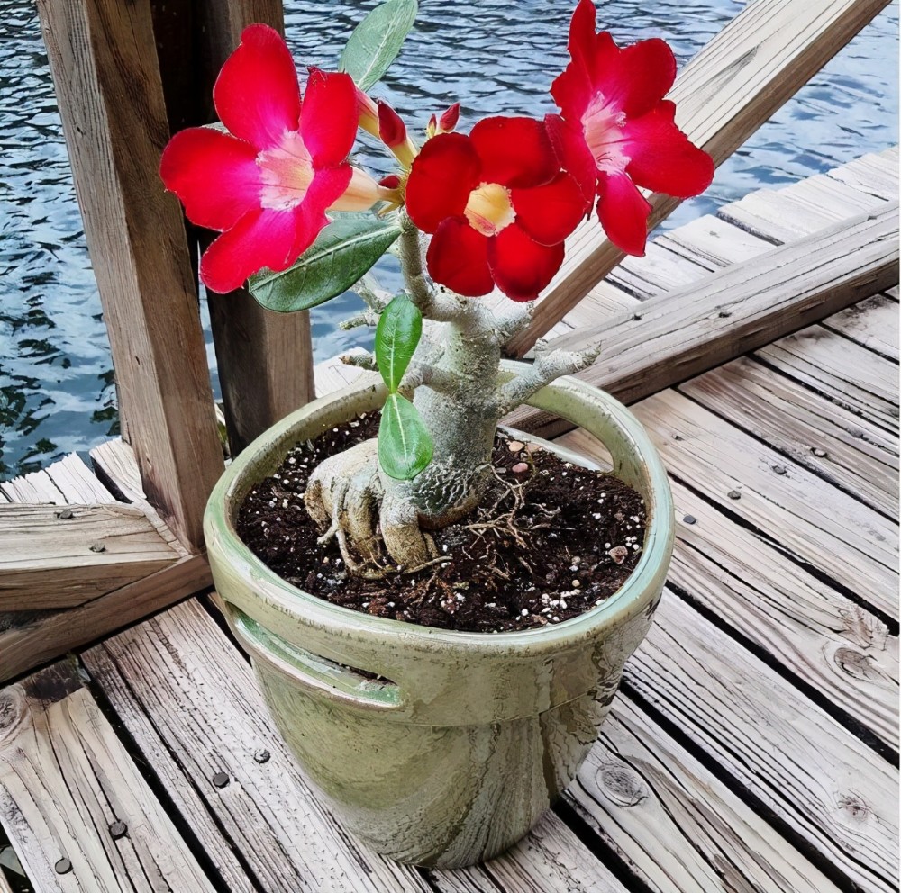 "零经验"小白养花挑这"4样",有土有水就足够了