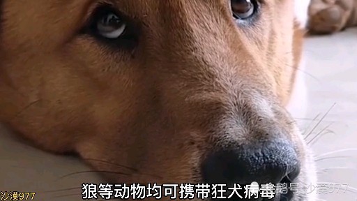 你知道狂犬病毒有多厲害嗎