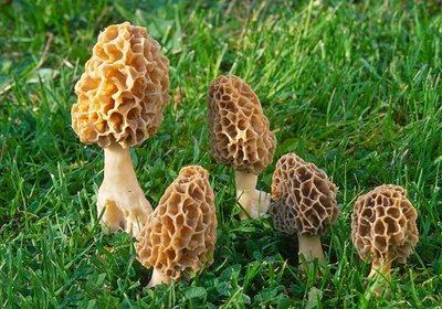 羊肚菌迎来首茬采摘季带领村民走上稳稳幸福路