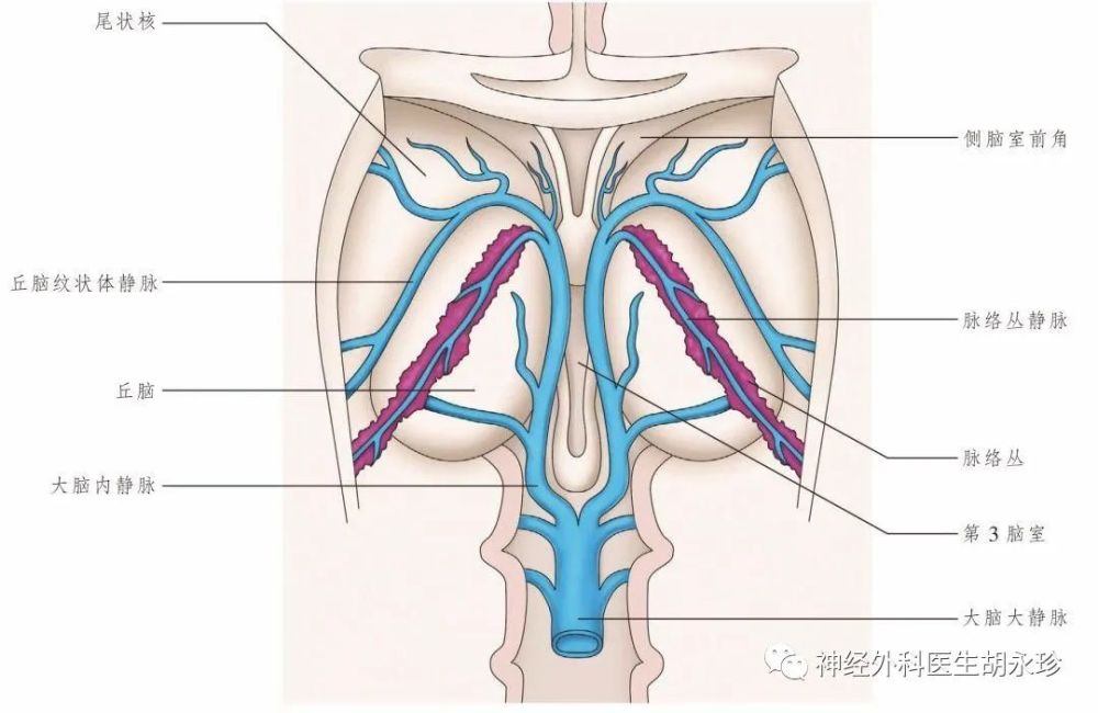 接受枕內側靜脈,丘腦上靜脈