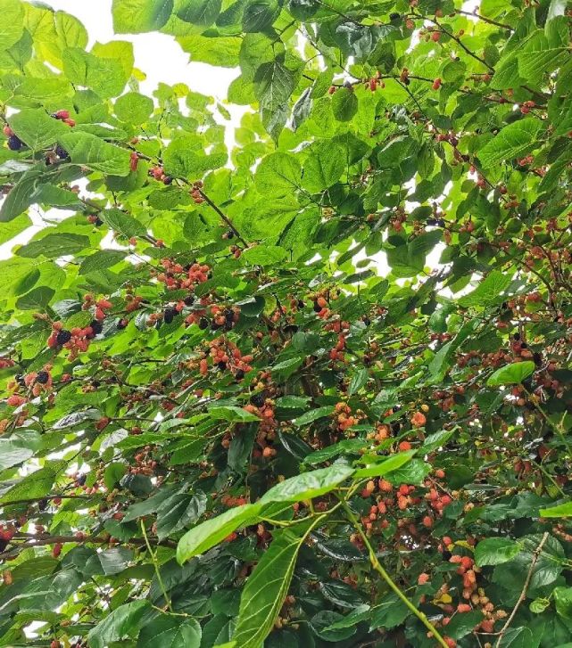 南康路边的桑树上 已经挂满了果子 成熟的桑葚显得格外耀眼 红彤彤的