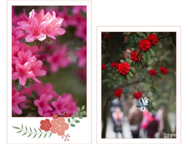 春风十里 就是醉在了毕节杜鹃的花海里 杜鹃花 毕节 百里杜鹃 贵州 朵朵