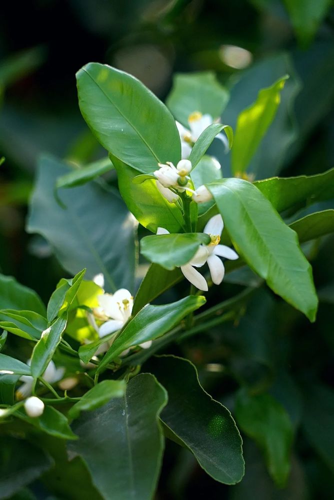就比如这个沃柑,它结出的果子甜蜜多汁,那么沃柑花也理所应当可以削弱