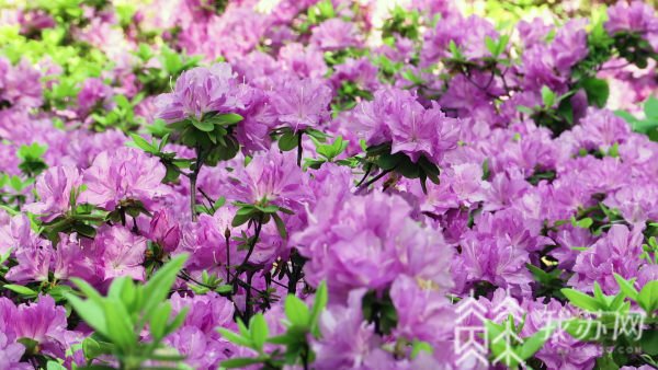 春光旖旎:南京国防园杜鹃谷上万株杜鹃花进入盛花期