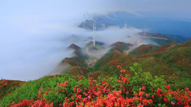 大餘縣丫山景區杜鵑花爭相開放