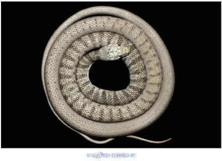 西藏发现新物种白颊猕猴