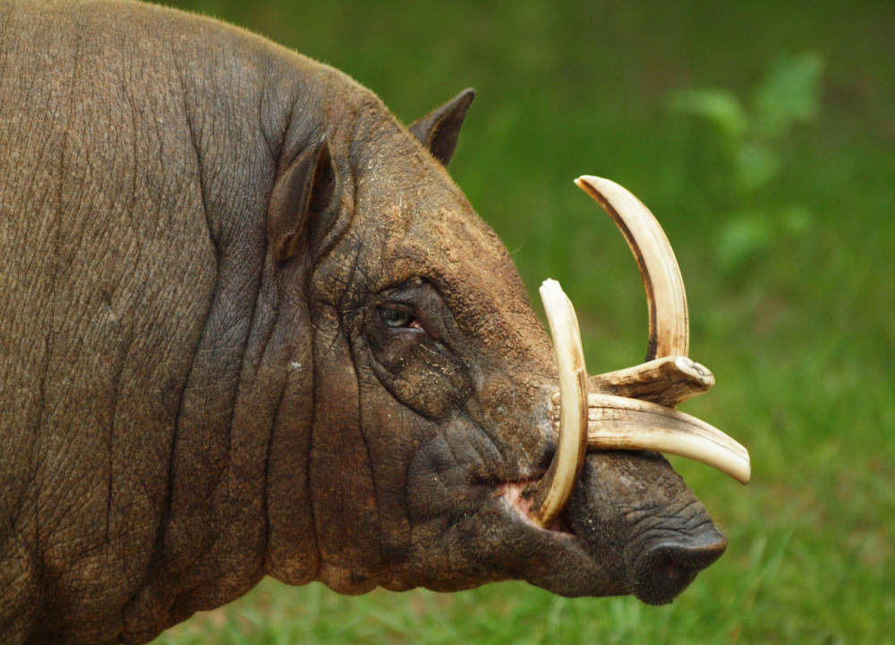 长着4颗獠牙的猪为了争夺交配权不惜将齿尖戳向自己的头骨