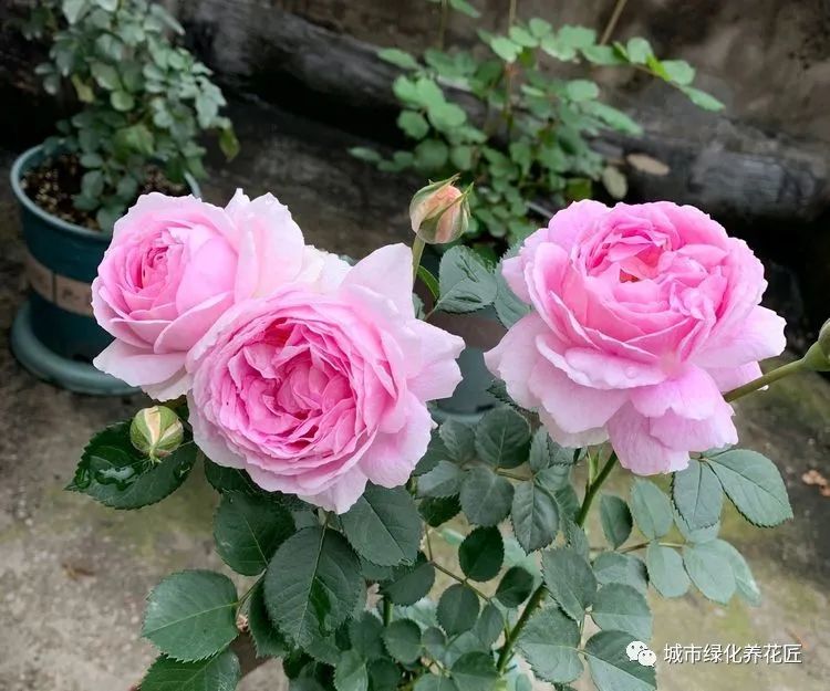 地栽的月季花 通风好 光照好 还非雨季 为什么还有白粉病 腾讯新闻