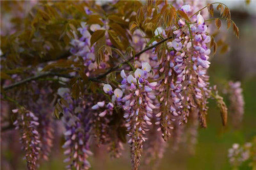 睢阳区李口镇两河湾紫藤园归德文化研学旅基地