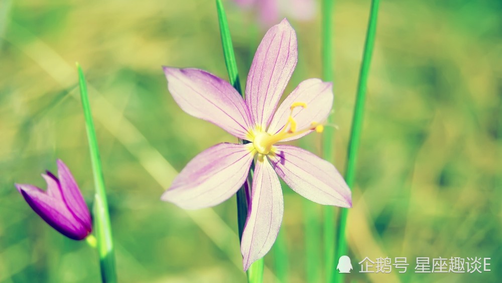 4月11日星座运势 喜上眉梢 诸事顺遂的四大星座 腾讯新闻