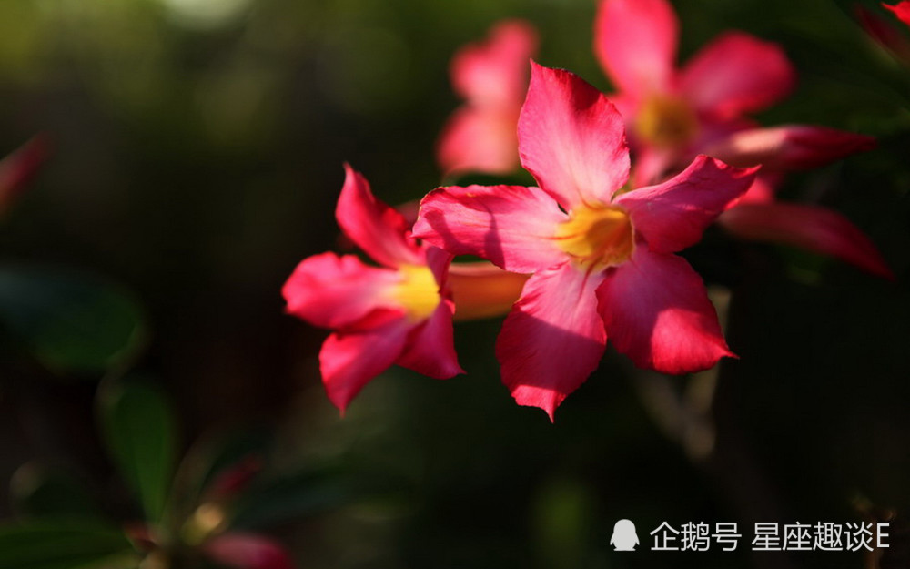 4月11日星座运势 喜上眉梢 诸事顺遂的四大星座 腾讯新闻