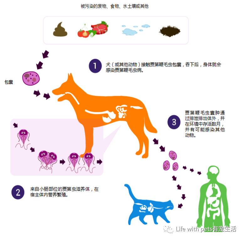 科普 女神猫 屎屁屁 的原因终于找到了 为什么按时驱虫还会导致 寄生虫性腹泻 腾讯新闻