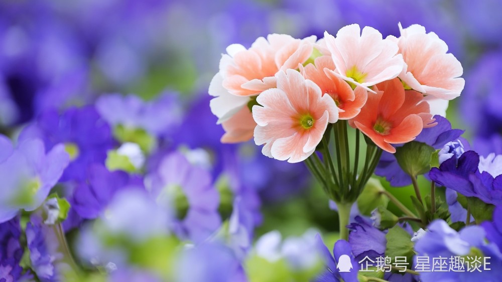 4月11日 17日星座运势 白羊全力以赴 狮子亲力亲为 摩羯深思熟虑 腾讯新闻