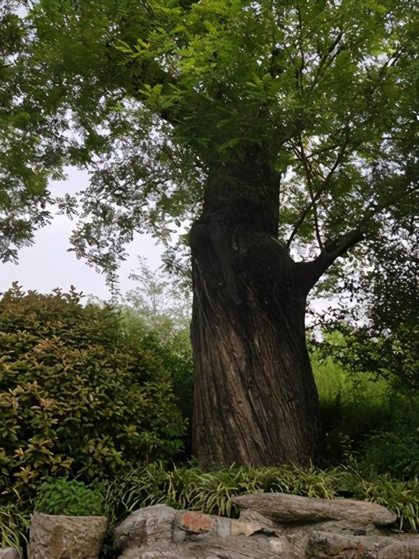 万物皆有灵熊孩子扬沙倒头饭大槐树显灵相救