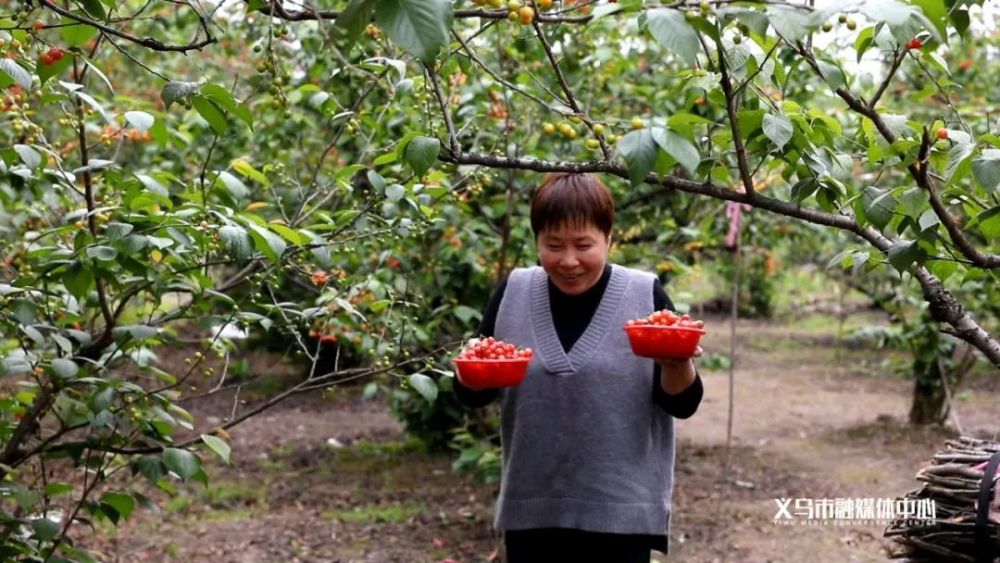 义乌樱桃采摘基地图片