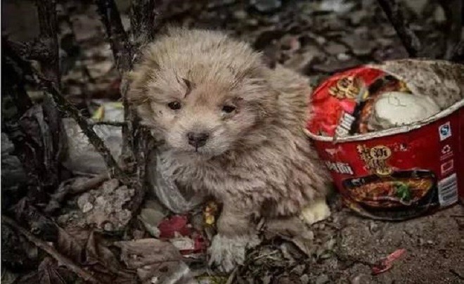 为啥流浪狗很多都是田园犬 原因有5个 让人痛心 腾讯新闻