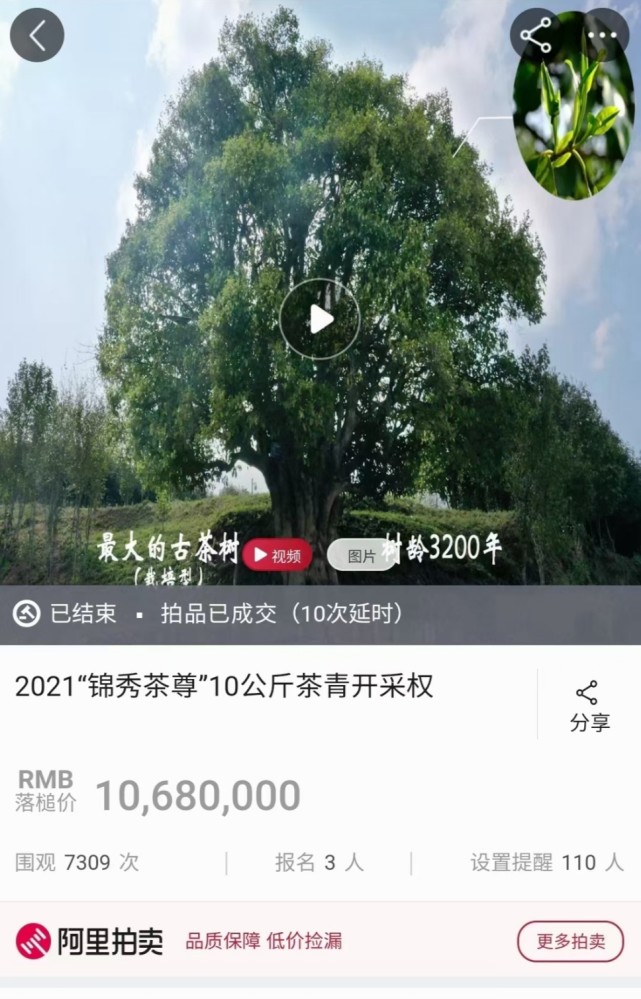 2021凤庆古树茶王拍卖图片