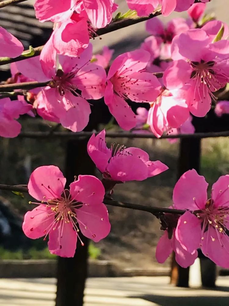 桃花十里春风,想你一帘幽梦