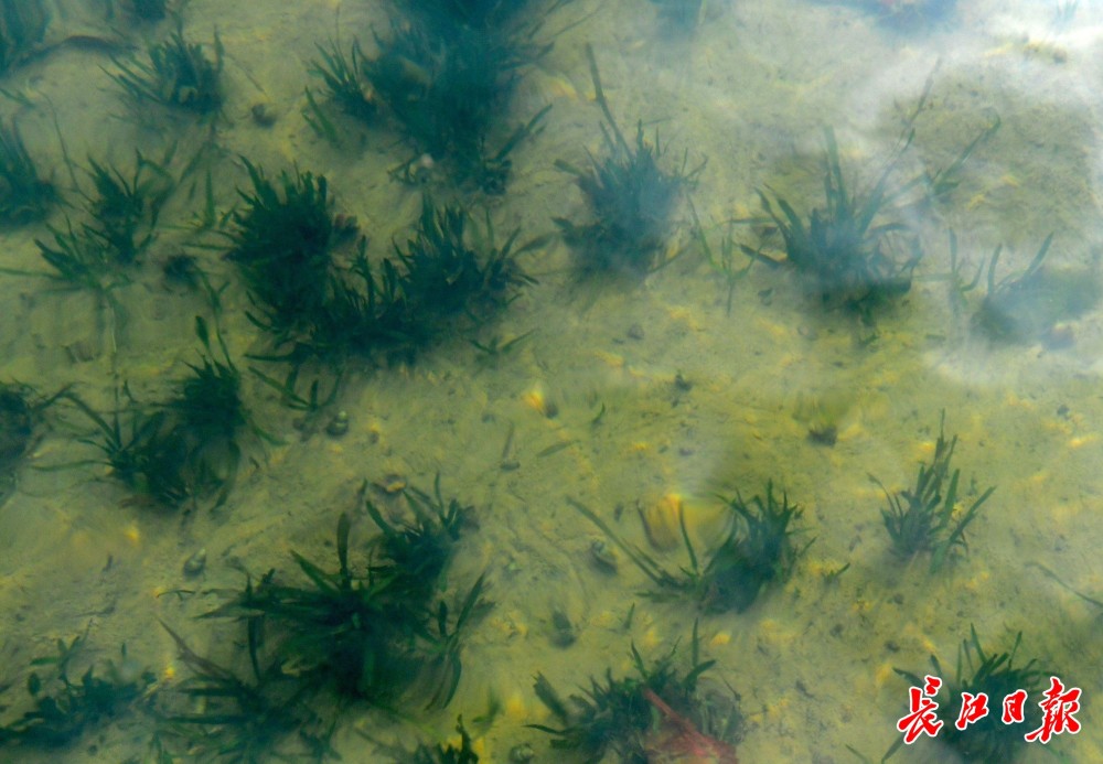 是共抓長江大保護助力武漢大發展,三湖三河水環境治理——湯遜湖流域