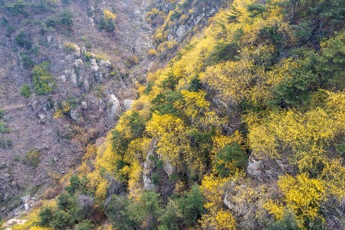 徒步濟南梯子山水簾峽跑馬嶺漫山遍野連翹花開山坡披上金裝