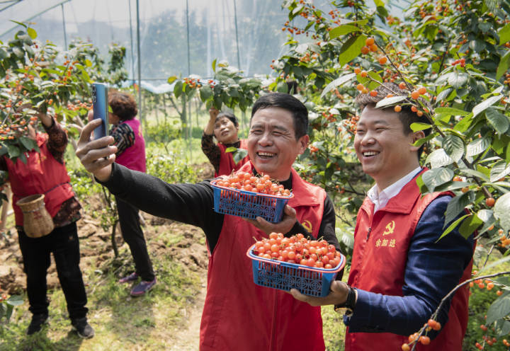 快来金华摘樱桃!采摘期持续到5月上旬
