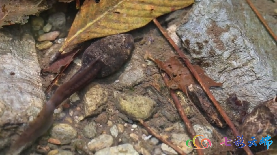 大围山特有物种:密棘髭蟾蝌蚪首次高清亮相